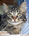 tabby.jpg