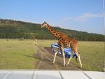 accord&giraffe.jpg