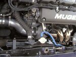 purplehatch03.jpg