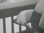 snow5.jpg