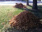 leaves.jpg