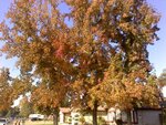 leaves2.jpg