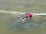 flatheadcatlakeconroe.jpg
