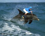 dolphin-racing-photomanipulation.jpg