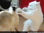 funny-cats-fighting-7.jpg