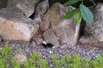 IMAG0016-1.jpg
