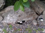 IMAG0017-1.jpg