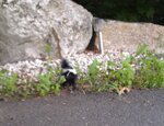IMAG0019-1.jpg