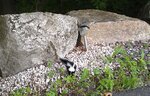 IMAG0021-1.jpg