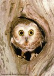 owl.jpg
