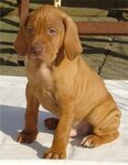 vizsla pup.jpg