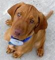 grown vizsla.jpg