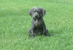 Blue weim pup.jpg