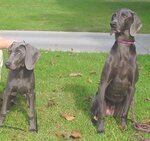 grown blue weim.jpg