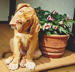 bordeaux_pup.jpg