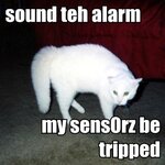 caturday.jpg