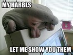harbls.jpg