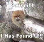 senseicat.jpg