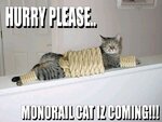 monorailcatfk2.jpg