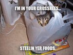 bag_cat_sees_you.jpg