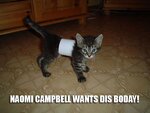 cat_belt.jpg