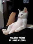 sitting_up_cat.jpg