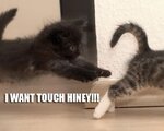 surprise_kitten_attack.jpg