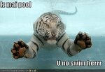 funny-picture-tiger-pool-swim.jpg