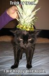 lolcats-funny-pictures-happy-pineapple.jpg