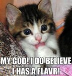 funny_cat_pictures_04.jpg