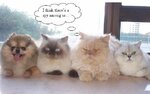 funny_cat_pictures_72.jpg