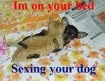 FUNNY_Cat_top_of_dog_small.JPG