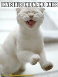 funny-cat-chopping-onions.jpg