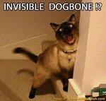 funny-cat-with-invisible-dogbone.jpg