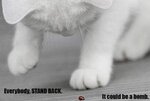 funny-pictures-of-dogs-cat-bomb.jpg