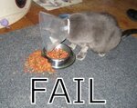 lolcatsdotcomvpvo45lw3m530p50.jpg