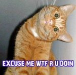 Resized cat_pic.jpg