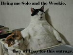 solowookie.jpg