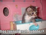 funny-pictures-kitten-toy-bathtub.jpg