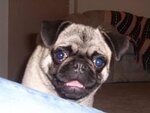 bently.JPG