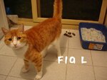 fial.jpg