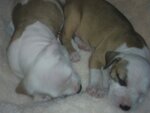 puppies.jpg