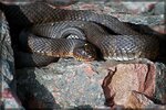 DSC_1938_Small.jpg